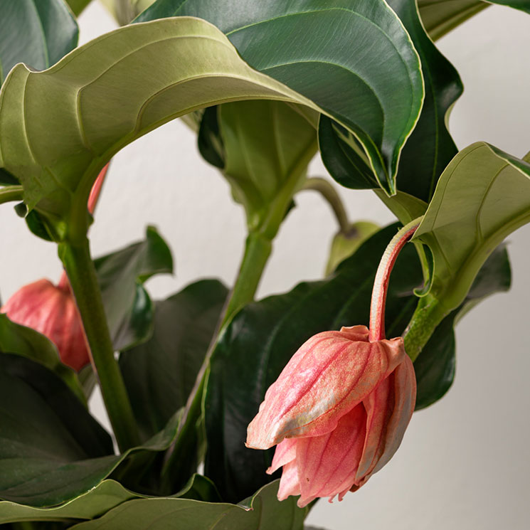 1280024_Medinilla Rosensk&auml;rm.jpg