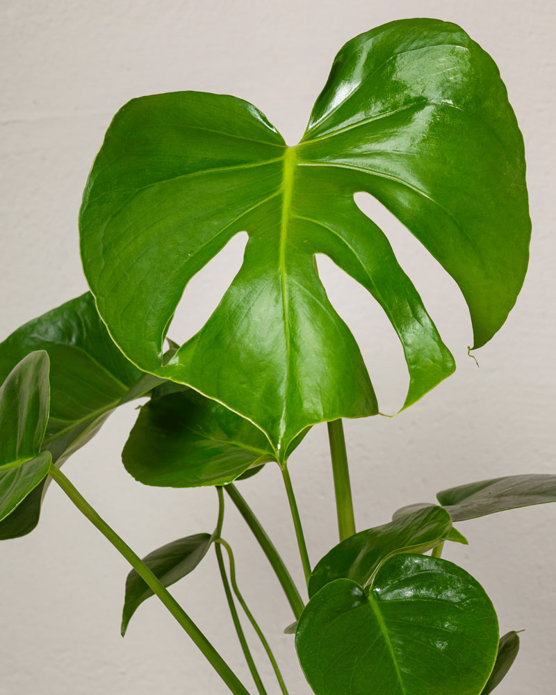 Blomfakta_Monstera_N&auml;rbild.jpg